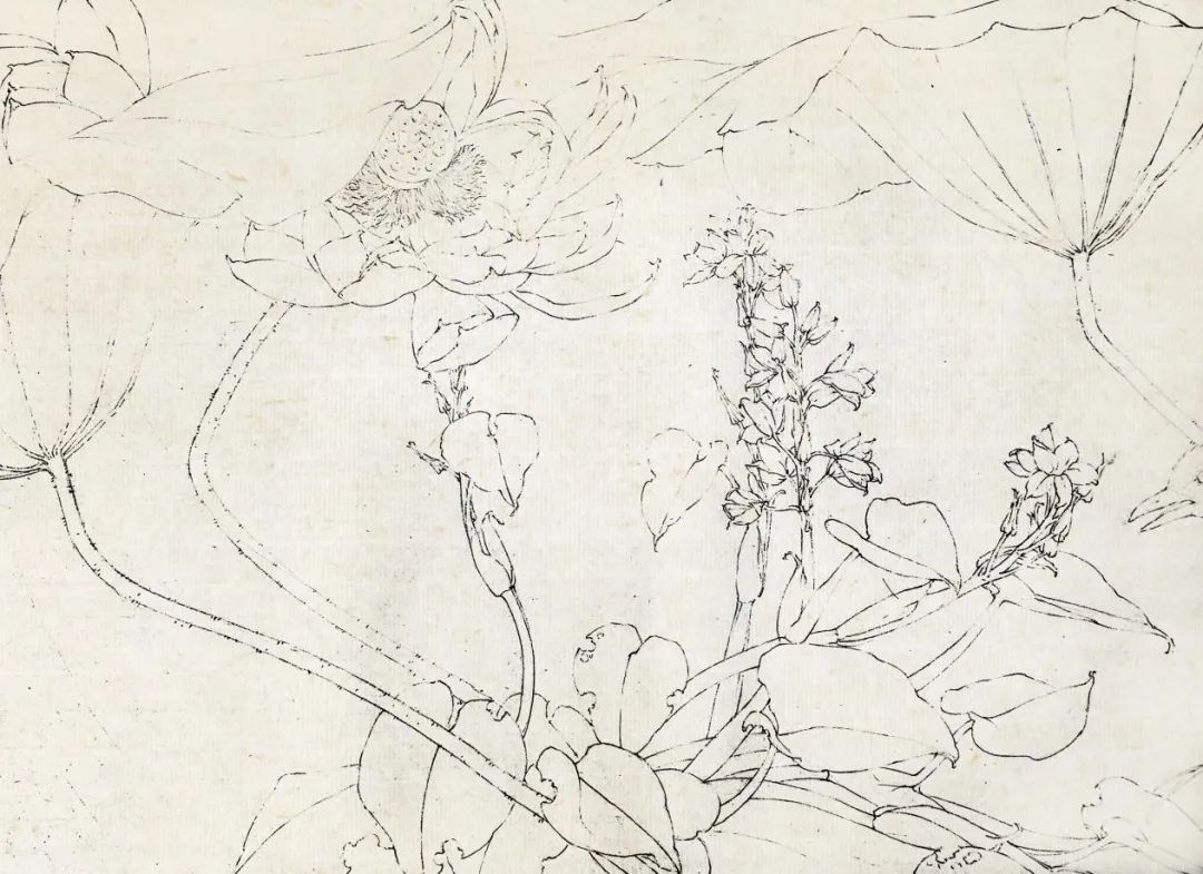 眼底有诗 心中有画——2022北京画院莫晓松·李雪松花鸟研修班写生香山植物园