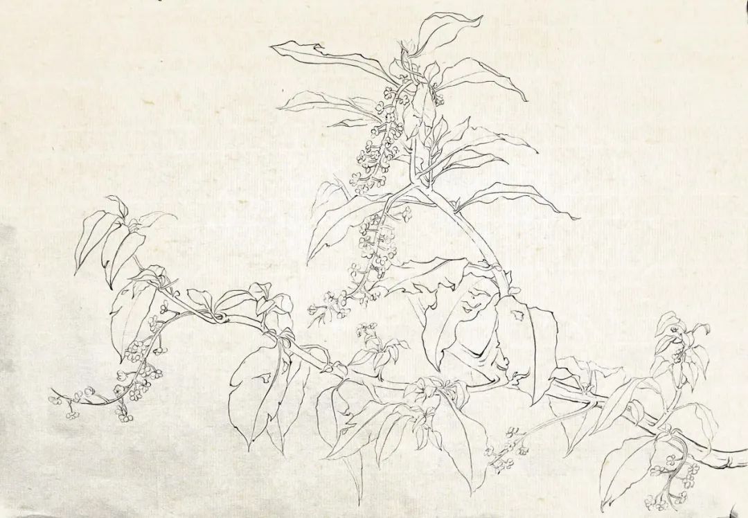 眼底有诗 心中有画——2022北京画院莫晓松·李雪松花鸟研修班写生香山植物园