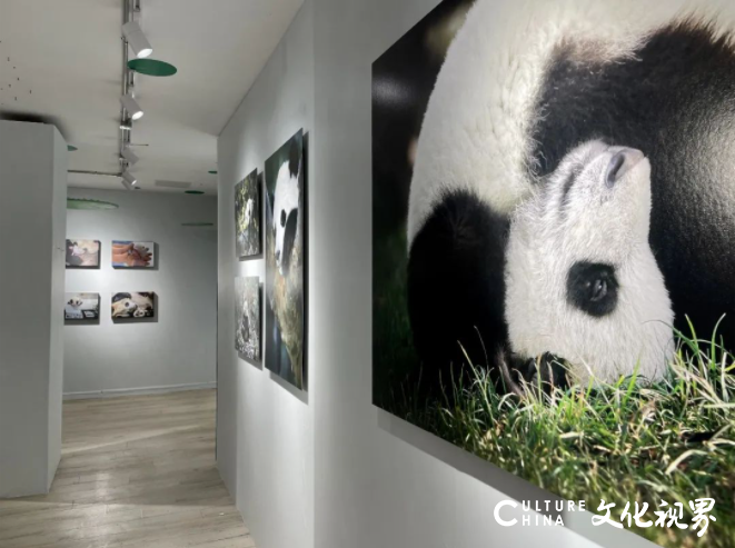 “熊猫回家——首届新国风熊猫艺术巡展”首展（成都宽窄站）迎春启幕