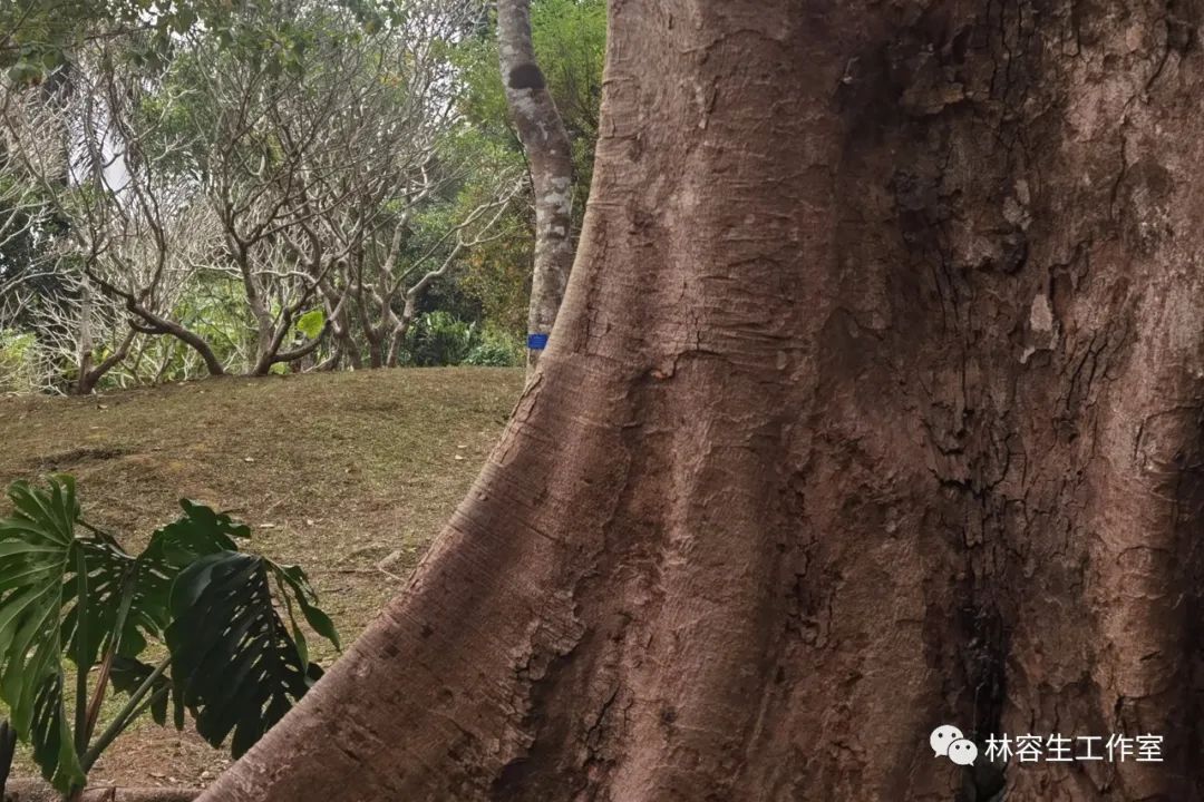 春色无边——林容生西双版纳植物园及曼伦村写生纪实