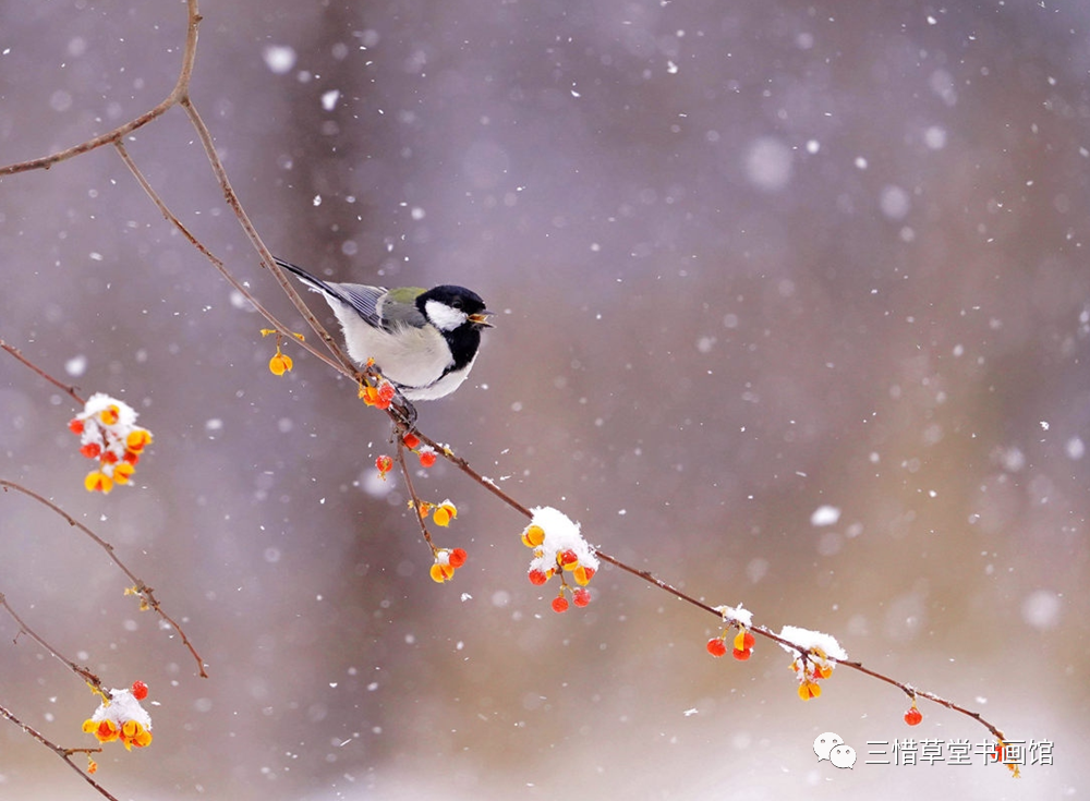 冰清玉洁  冷逸空寂——青年画家陈薪名雪景花鸟画品鉴