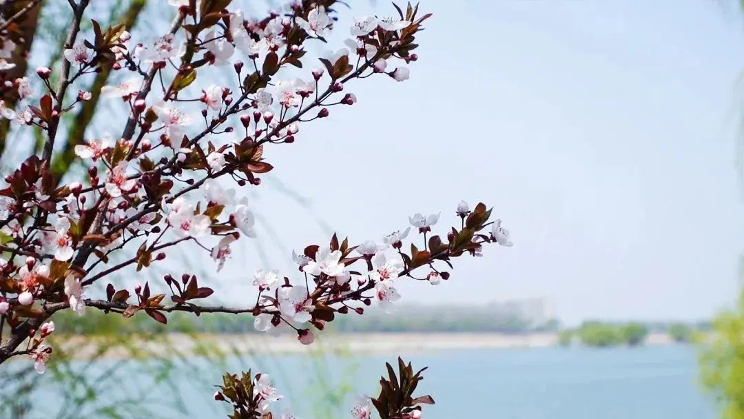 草木初醒，济南华侨城植树节与业主共同“栽种春天”