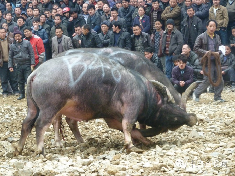 戴顺智｜我去黔东南看斗牛（中）