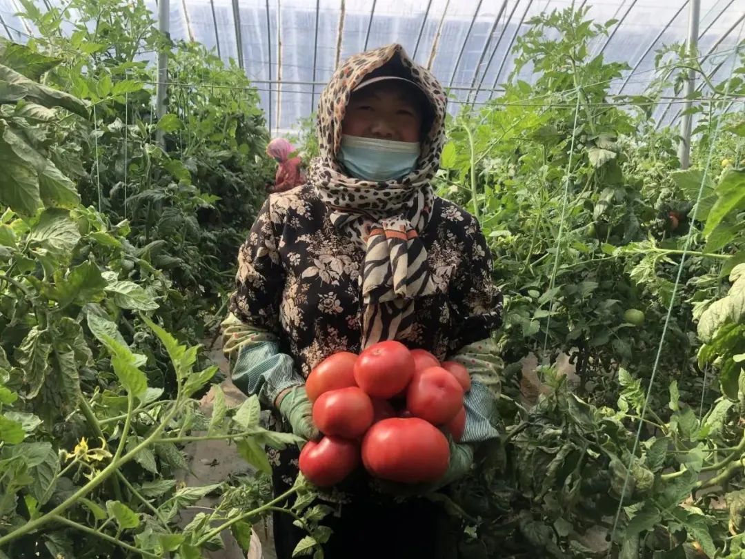 水发神农集团：小小西红柿，映红产业发展致富“路”