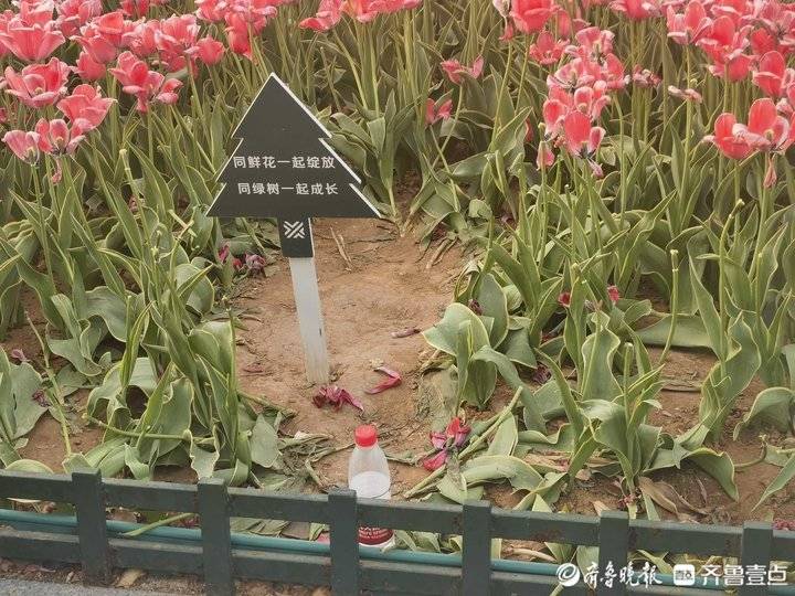 济南“网红”郁金香花丛被踩踏，管理人员：无法修复，近期会清理