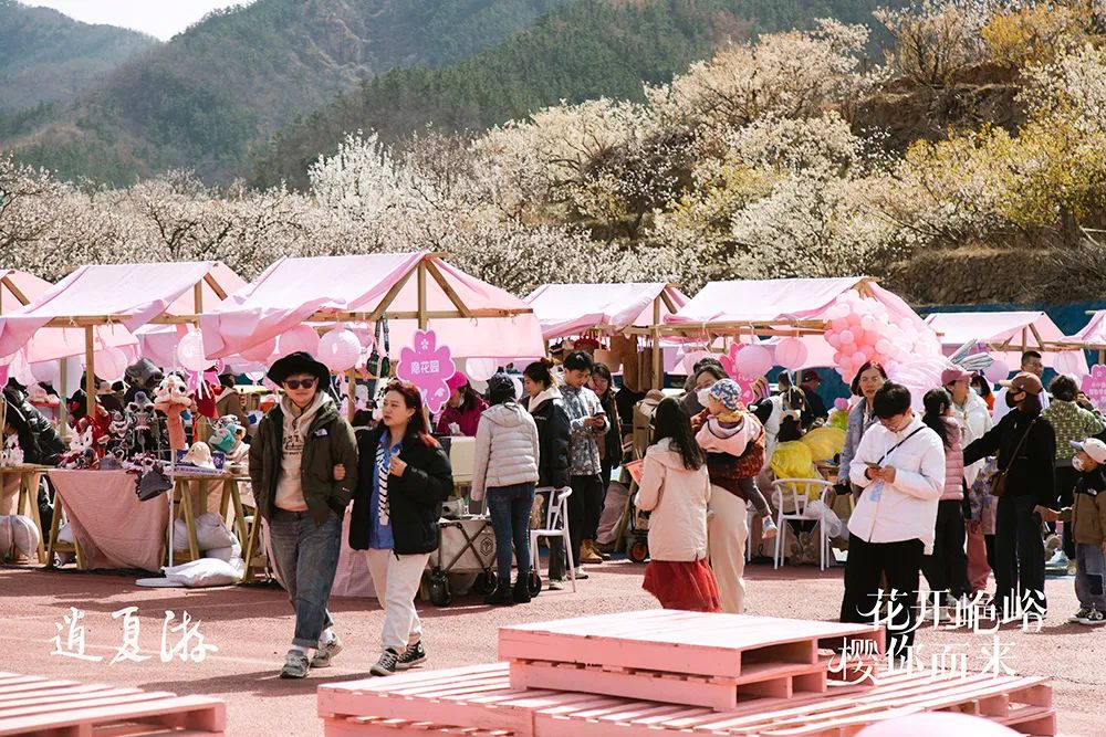 青岛城阳：20年樱桃山会蝶变提供乡村振兴的“夏庄范本”