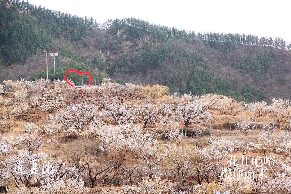 青岛城阳：20年樱桃山会蝶变提供乡村振兴的“夏庄范本”