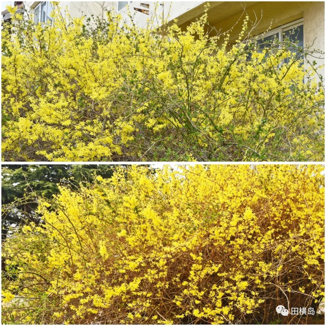 缤纷多彩 妩媚靓丽，青岛田横岛邀您共赏最美春天