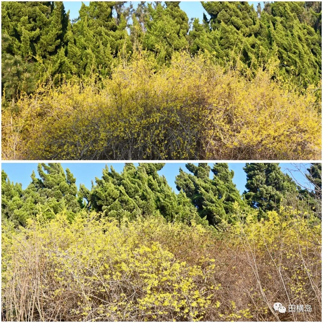 缤纷多彩 妩媚靓丽，青岛田横岛邀您共赏最美春天