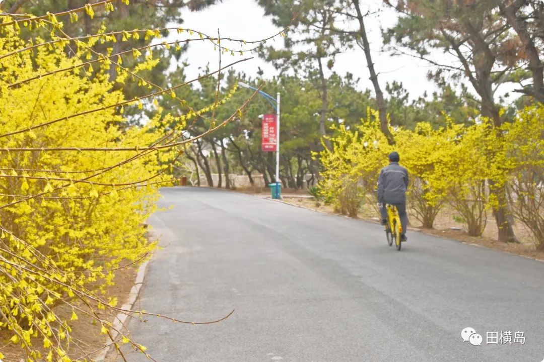 缤纷多彩 妩媚靓丽，青岛田横岛邀您共赏最美春天