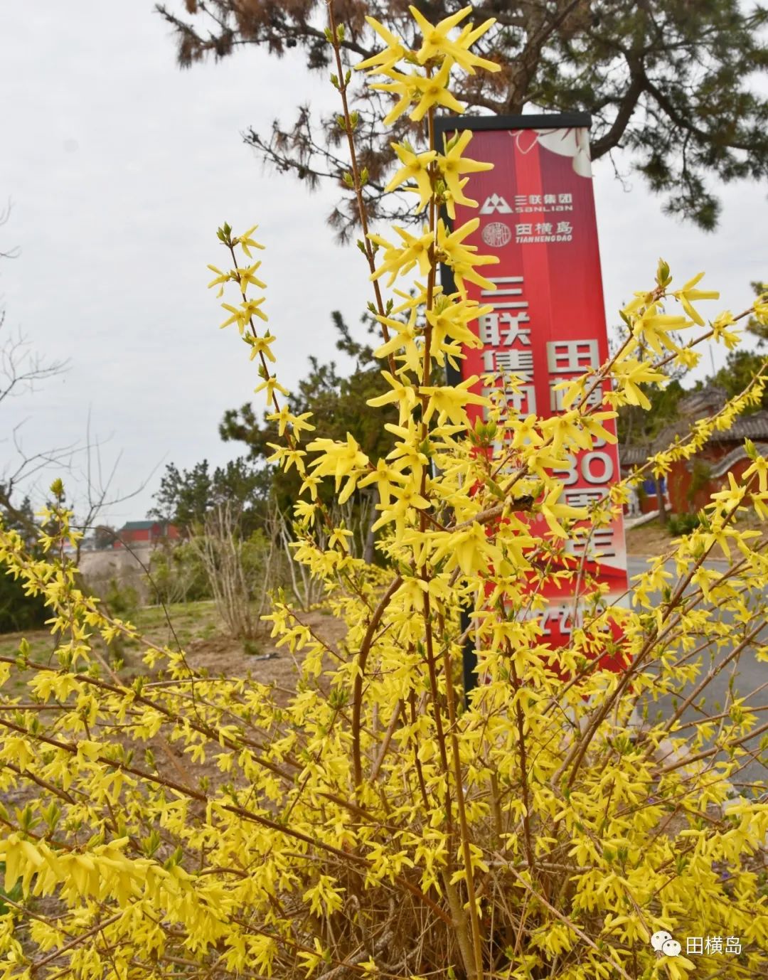 缤纷多彩 妩媚靓丽，青岛田横岛邀您共赏最美春天