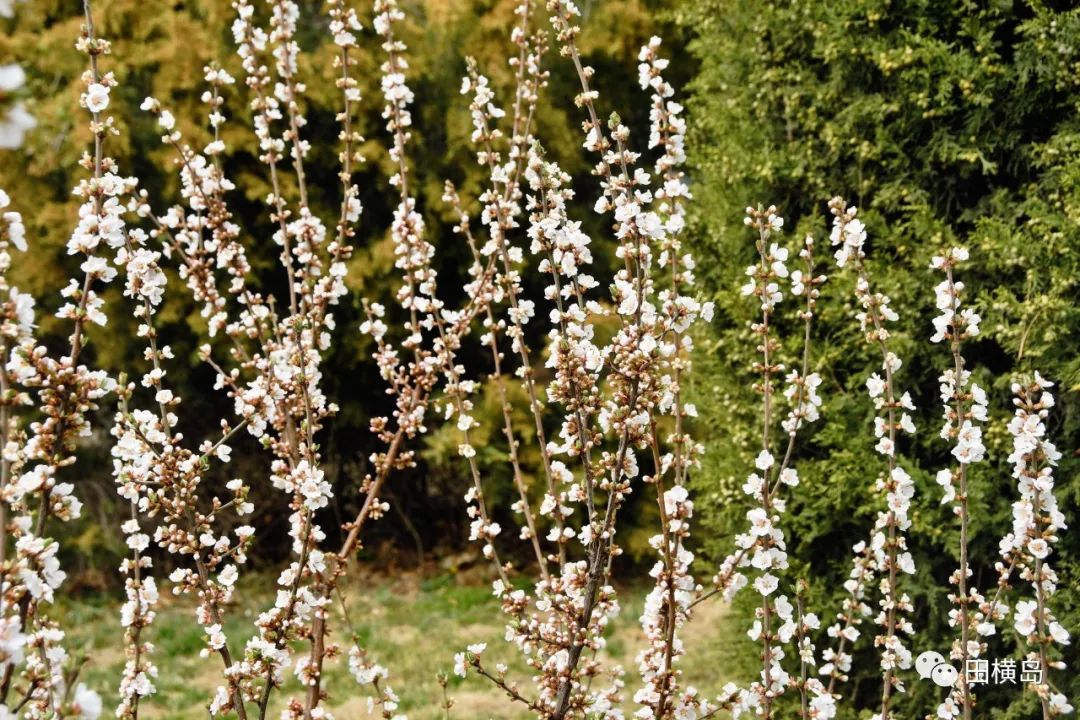 缤纷多彩 妩媚靓丽，青岛田横岛邀您共赏最美春天