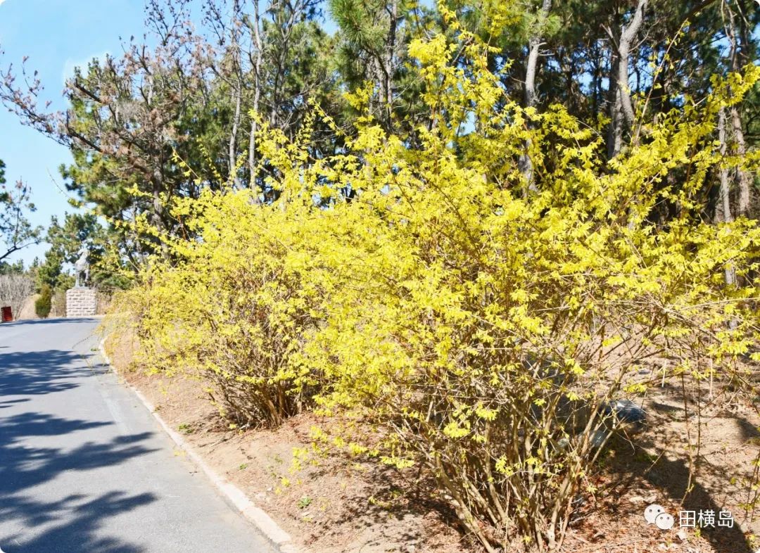 缤纷多彩 妩媚靓丽，青岛田横岛邀您共赏最美春天