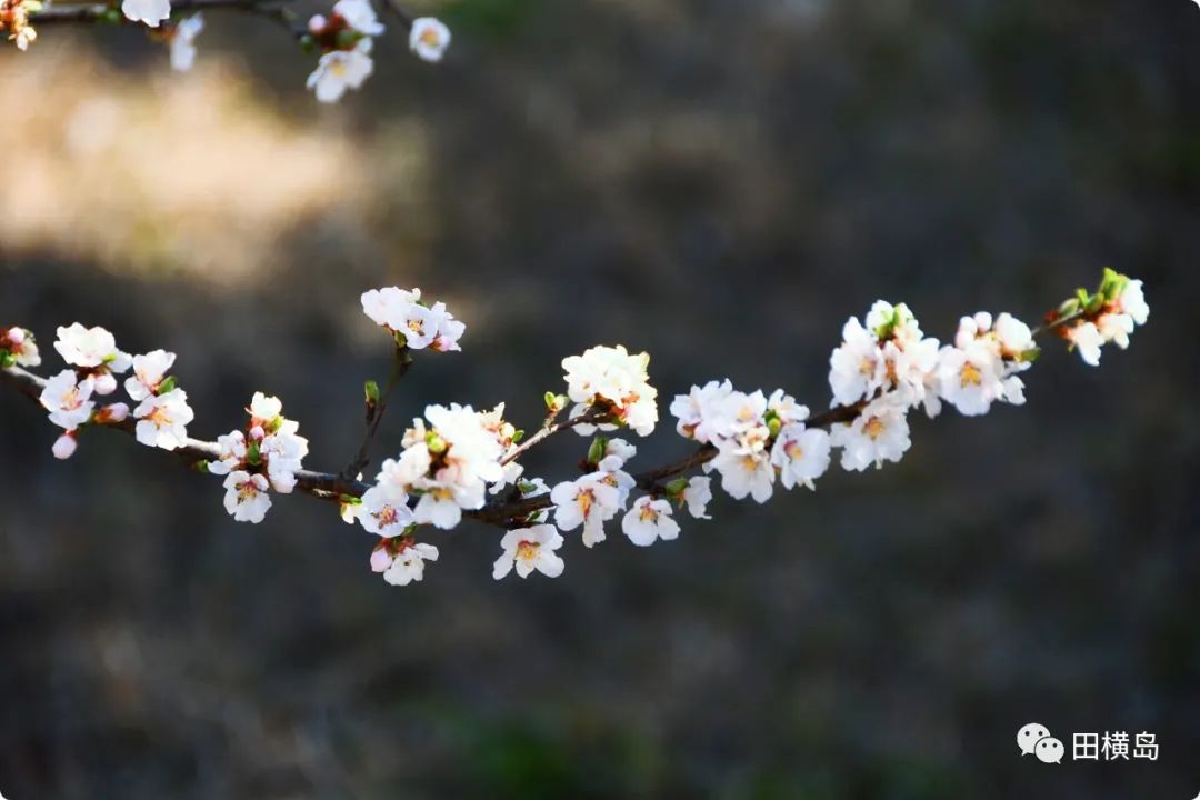 缤纷多彩 妩媚靓丽，青岛田横岛邀您共赏最美春天