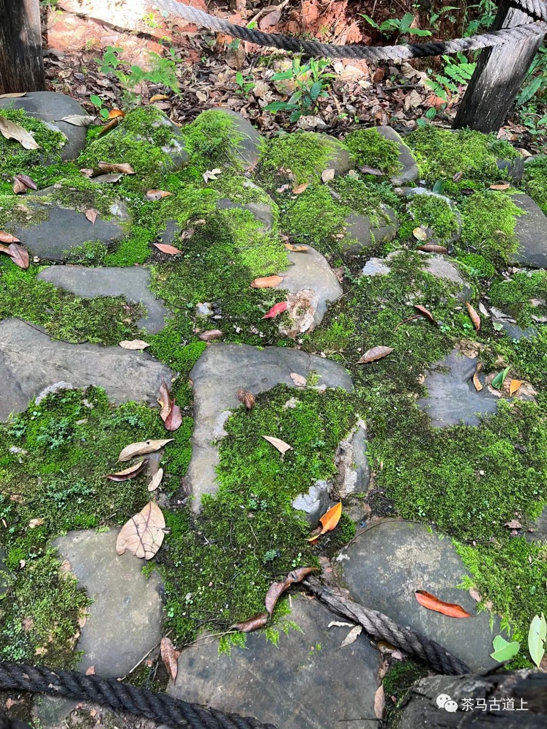 追古忆友，舒建新一行游览茶马古道遗址公园