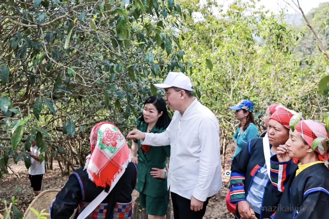 弘扬古树茶文化，马子恺应邀出席“容品汇·癸卯年老班章古树纯料现场采摘活动”