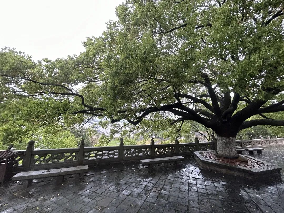 范扬｜癸卯暮春岳阳写生纪事