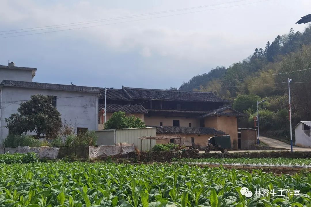 花田、老屋、银杏树——林容生笔下的福建龙岩上杭县乡村纪实