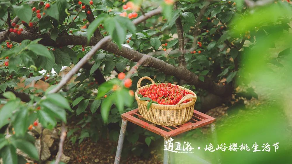 红了樱桃，恣了游客，富了村民 ——“山色峪樱桃生活节”圆满收官，带动山色峪乡村振兴