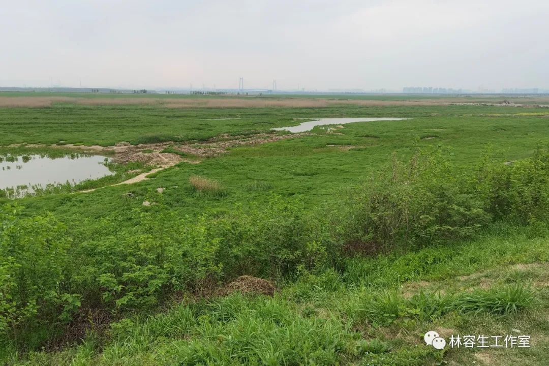 林容生写生岳阳楼：洞庭湖畔，有多少古人在此登临