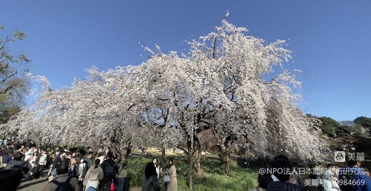 置身异国 孤闯东京——著名旅日艺术家王凯的东瀛追梦