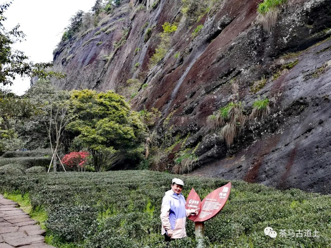 奇山觅宝——与著名画家舒建新一起探访武夷山