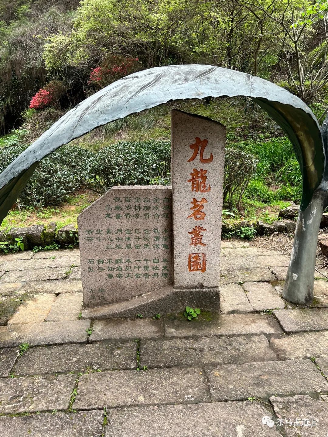 奇山觅宝——与著名画家舒建新一起探访武夷山