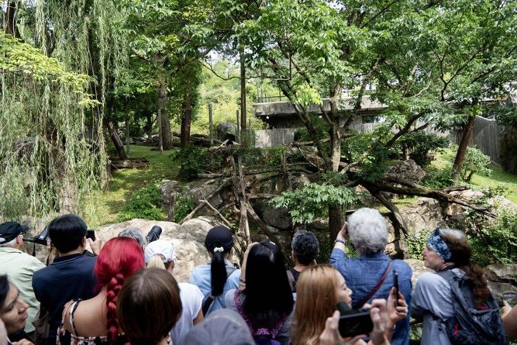 旅美大熊猫“美香”迎来25岁生日