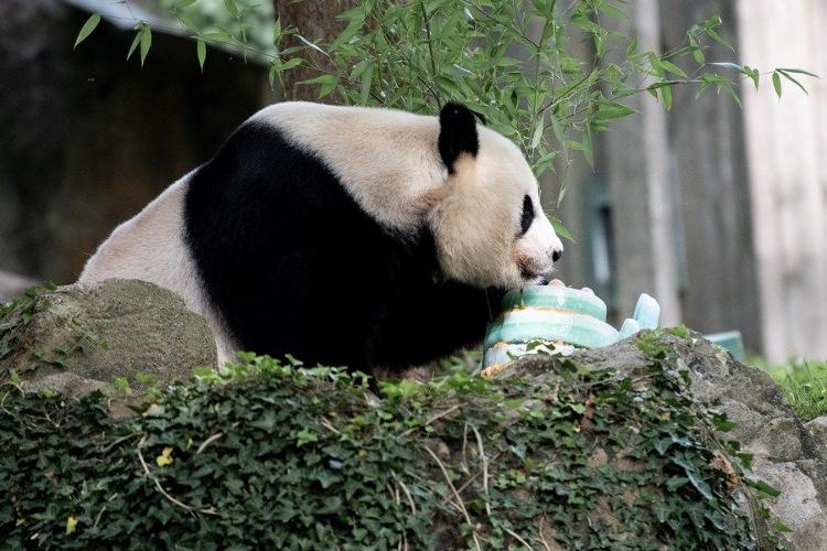 旅美大熊猫“美香”迎来25岁生日