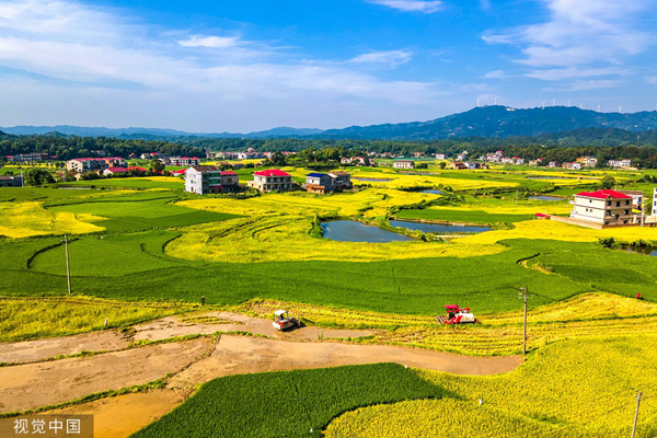 多国颁布大米出口禁令，影响几何？放心，我国牢牢把住粮食安全主动权