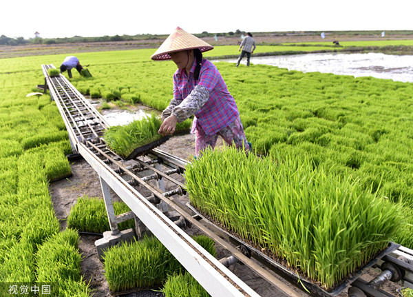 多国颁布大米出口禁令，影响几何？放心，我国牢牢把住粮食安全主动权