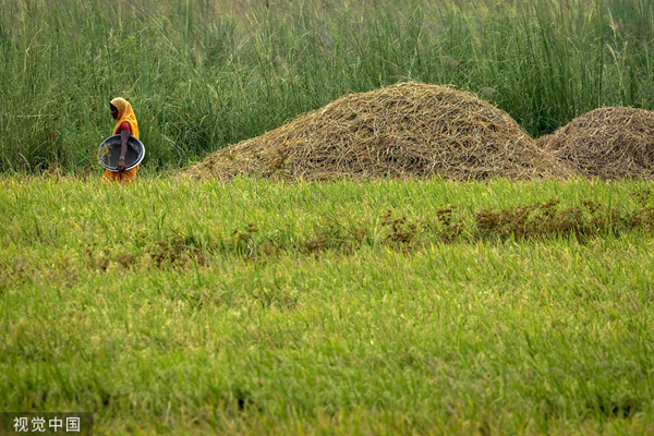 多国颁布大米出口禁令，影响几何？放心，我国牢牢把住粮食安全主动权