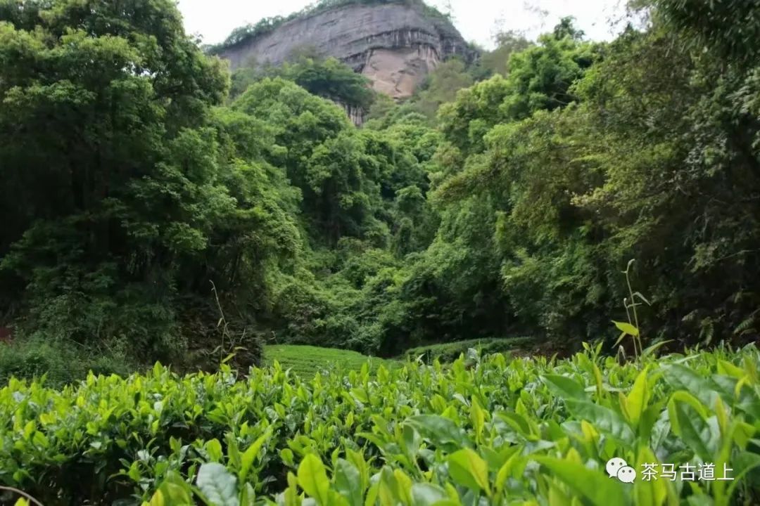 与著名画家舒建新邂逅武夷岩茶，清香甘醇