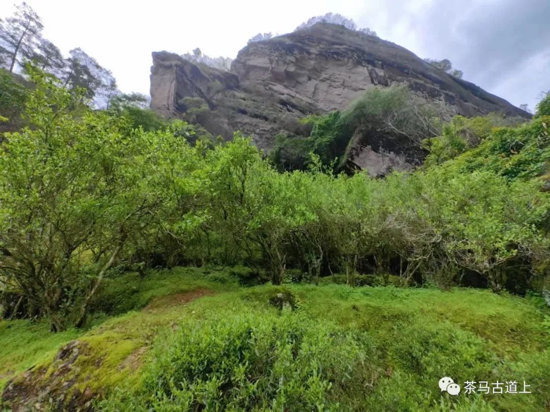 与著名画家舒建新邂逅武夷岩茶，清香甘醇