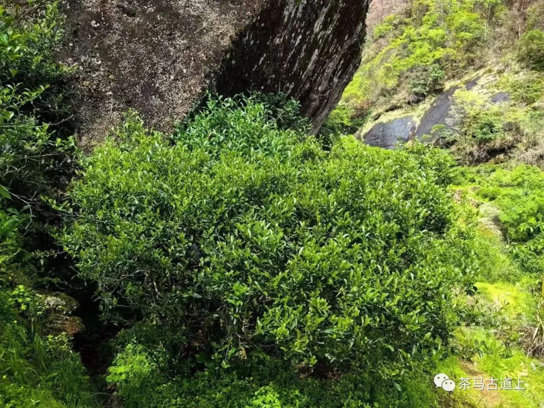 与著名画家舒建新邂逅武夷岩茶，清香甘醇