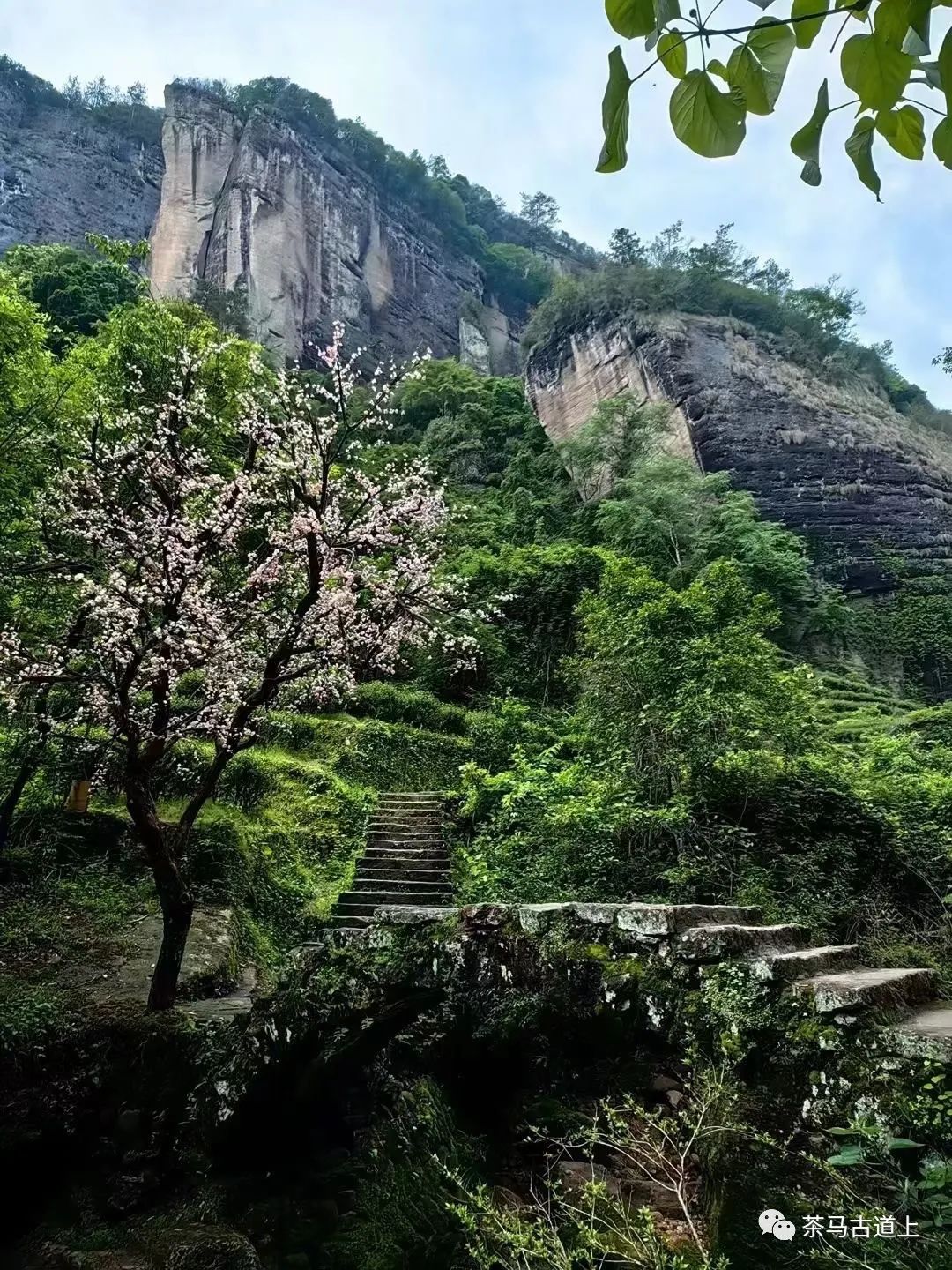 与著名画家舒建新邂逅武夷岩茶，清香甘醇