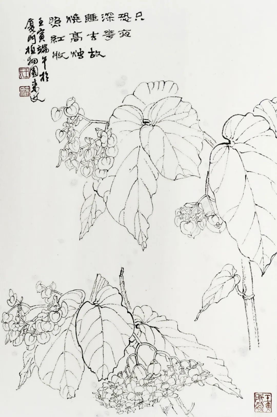 画不完的植物园 | 王来文白描花鸟：寄万象于其中，以禅心看红尘