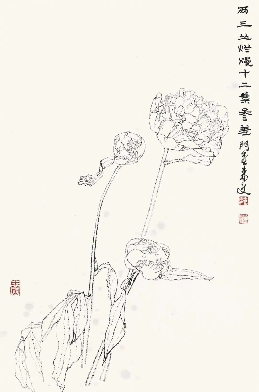 画不完的植物园 | 王来文白描花鸟：寄万象于其中，以禅心看红尘