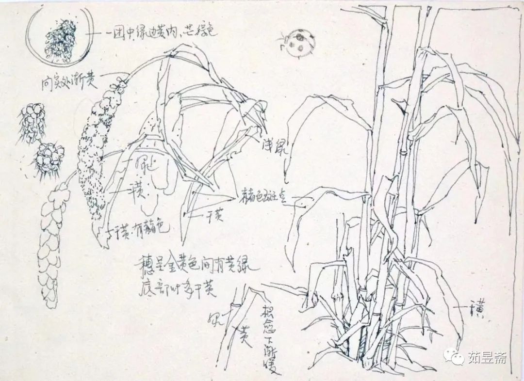 我的画始终没有离开这片家乡——张丽华写生笔记（二）