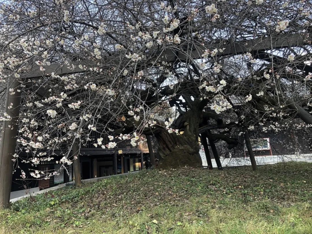 无边风景最堪画，踏雪访梅为写真——唐建写生云南永平县花桥村，再续16载“梅之缘”