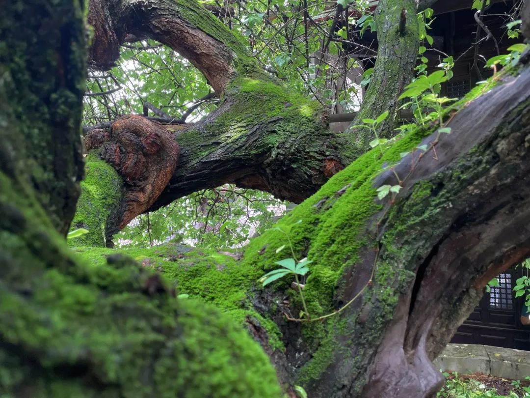 无边风景最堪画，踏雪访梅为写真——唐建写生云南永平县花桥村，再续16载“梅之缘”