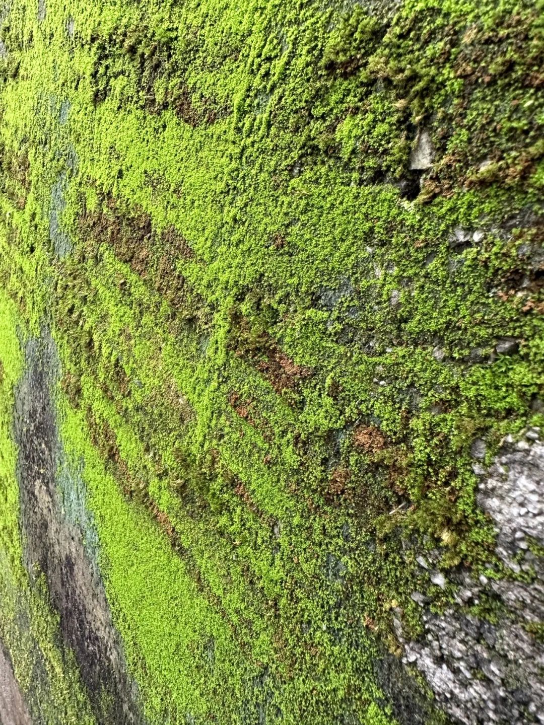 无边风景最堪画，踏雪访梅为写真——唐建写生云南永平县花桥村，再续16载“梅之缘”