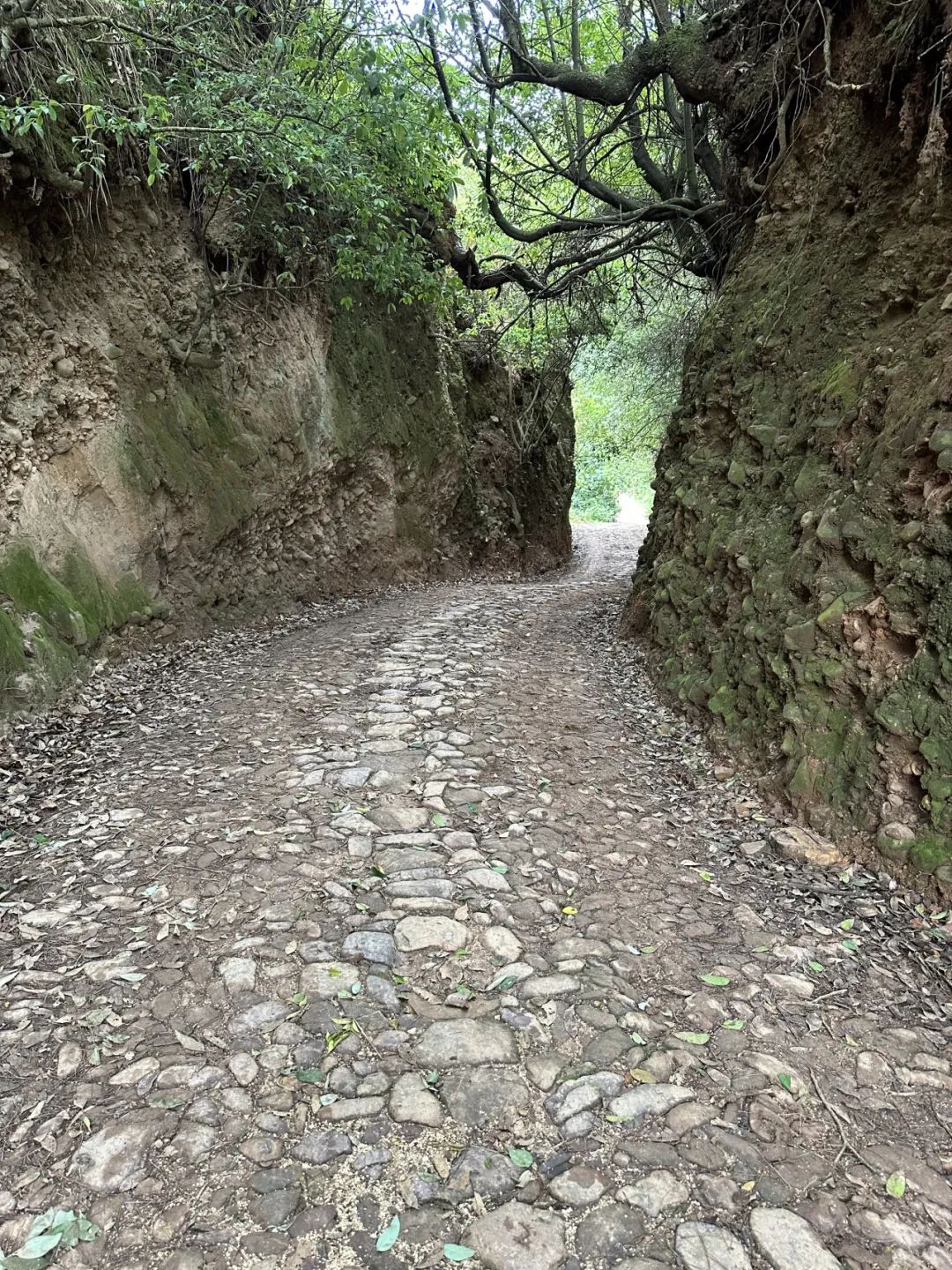 无边风景最堪画，踏雪访梅为写真——唐建写生云南永平县花桥村，再续16载“梅之缘”