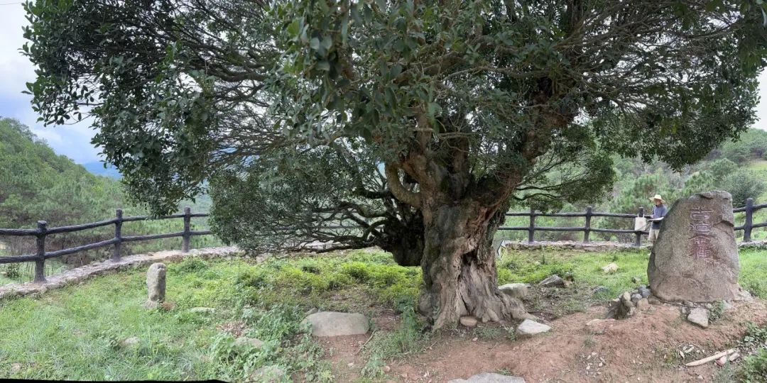 无边风景最堪画，踏雪访梅为写真——唐建写生云南永平县花桥村，再续16载“梅之缘”