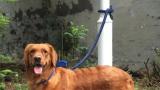 济南市早在2021年就已禁止饲养大型犬、烈性犬，罗威纳就在禁养名单中
