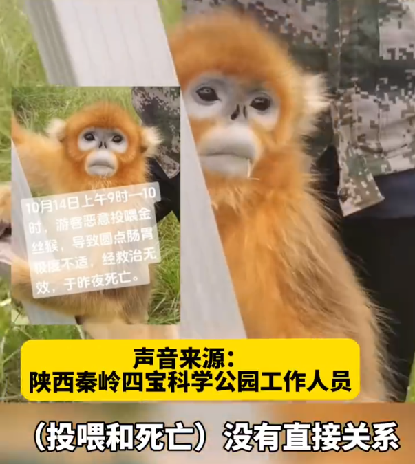 官方确认，4岁金丝猴“圆点”已死亡，工作人员呼吁：请停止这类行为
