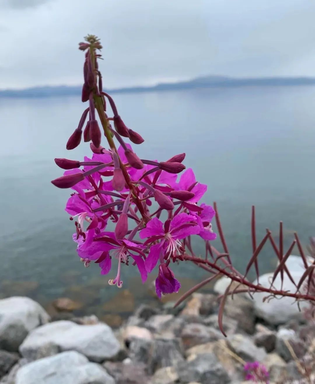 古树绕翠烟，山色洗碧天 ——陈灵均新疆写生记