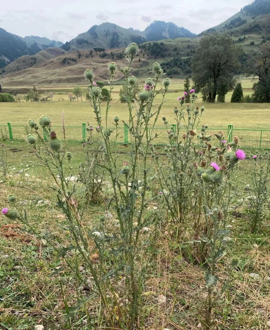 古树绕翠烟，山色洗碧天 ——陈灵均新疆写生记