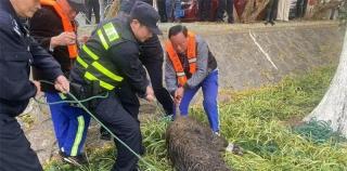 这是那个横渡长江的“网红”？一头野猪突现南京街头“狂飙”，被麻醉后落水呛死