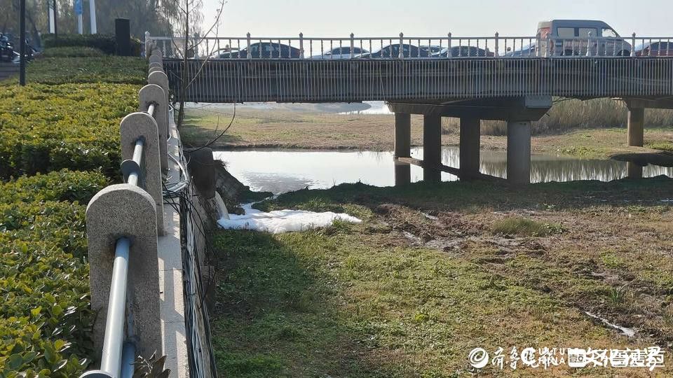 有人把牛奶倒进了青岛即墨墨水河河段？ 相关部门：大家想多了，其实原因很简单